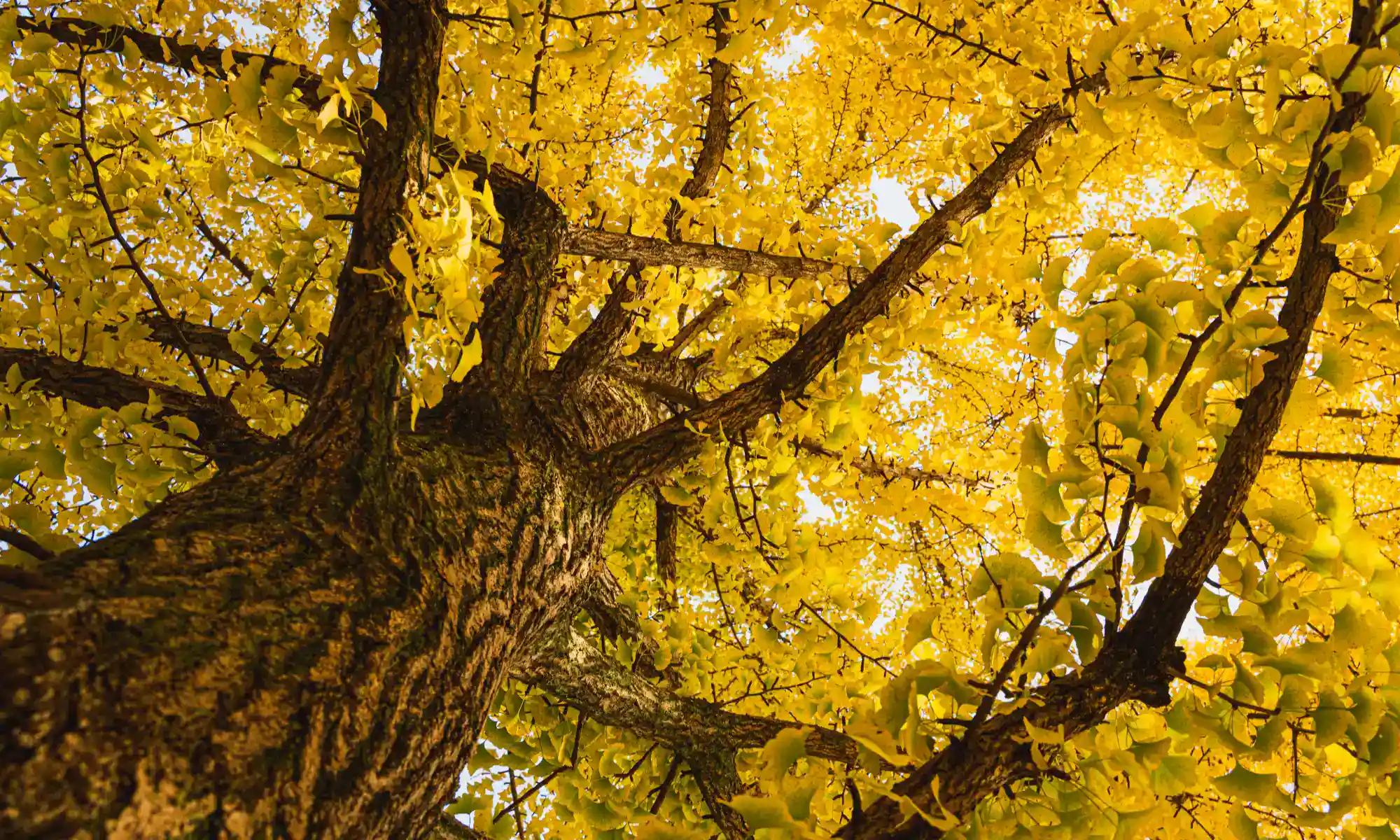 Ginkgo Baumpflege GmbH