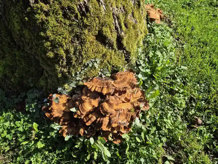 Baumkontrolle & Diagnose