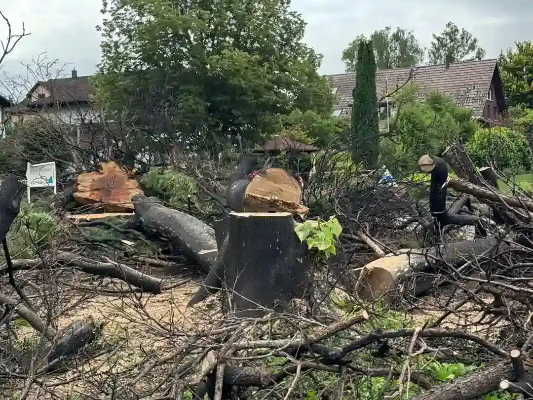 Fällarbeiten in Grüningen – Privatgarten