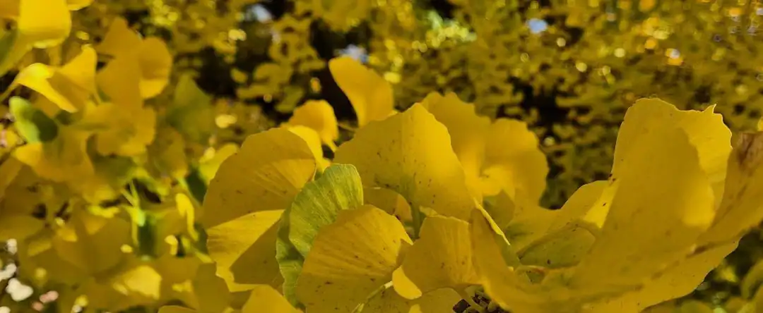 Mission Baumkrone – Gründung Ginkgo