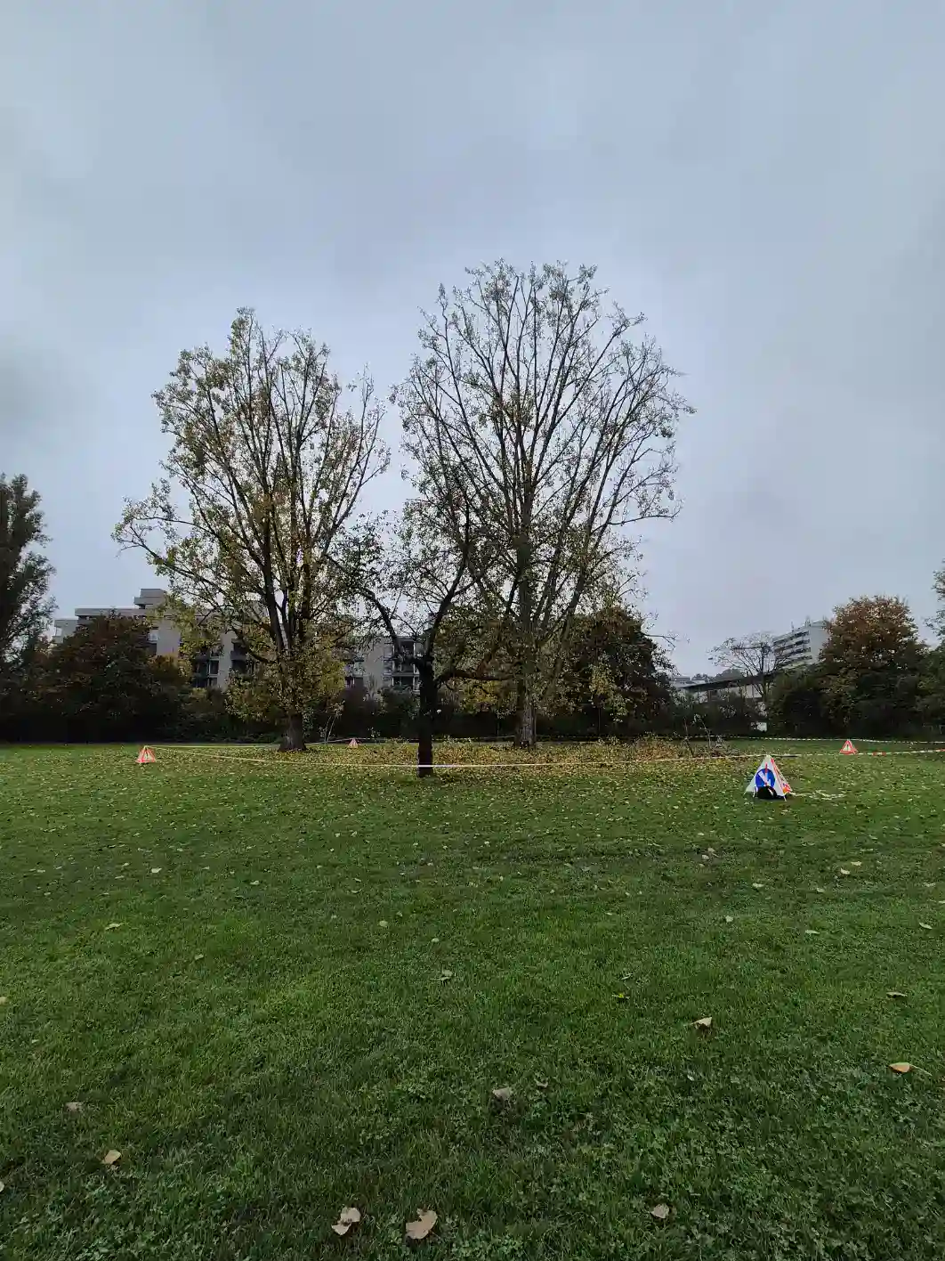 Pappelpflege am Zürichsee – Chinawiese