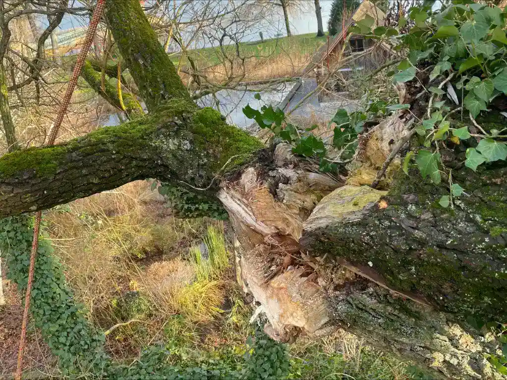 Schnee- & Sturmschäden