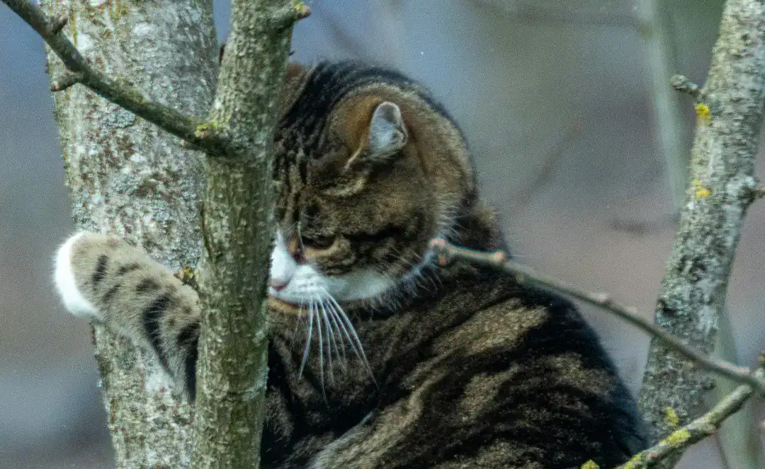Tier- & Drohnenrettung