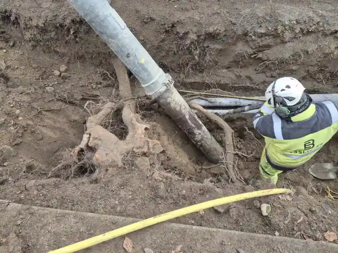 Baumschutz & Baumsanierung