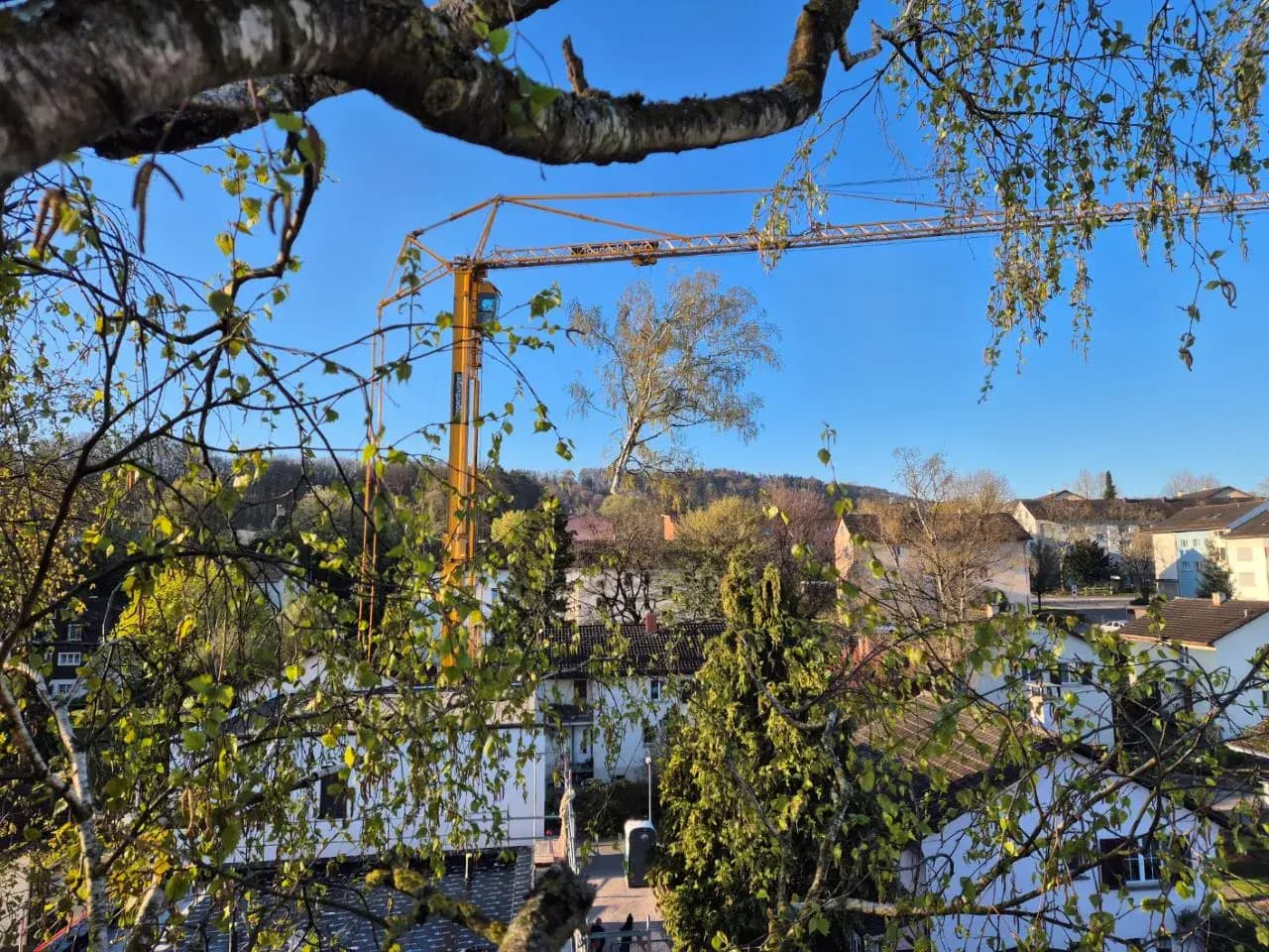 Kranfällung in Frauenfeld – Sicher & effizient